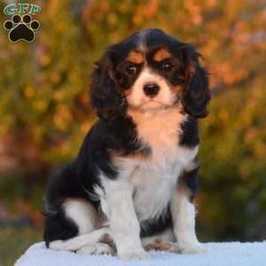 Betsy, Cavalier King Charles Spaniel Puppy